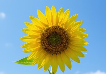 Beautiful sunflower close up photo