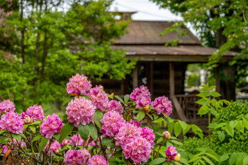flower blooming at old cabin