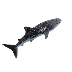 Fototapeta premium Large whale shark with distinctive white spots, isolated on a white