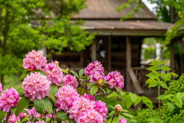 flower blooming at old cabin