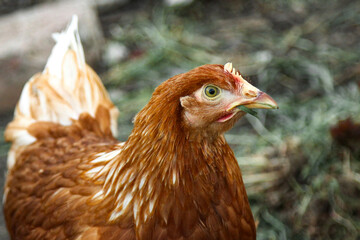 A young Loman Brown chicken is free-ranging in a closed area in search of a treat