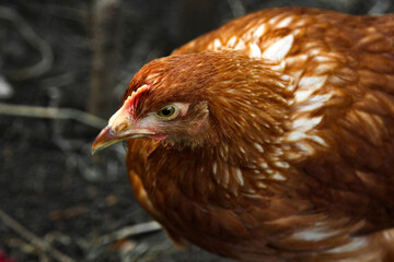 A young Loman Brown chicken is free-ranging in a closed area in search of a treat