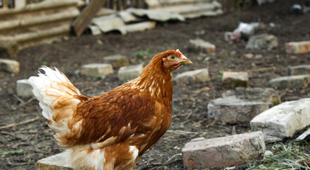 A young Loman Brown chicken is free-ranging in a closed area in search of a treat
