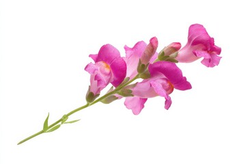 Delicate pink snapdragons bloom, showcasing their vibrant petals and elegant form against a clean white background.