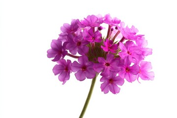 Vibrant purple flower cluster, delicate petals, isolated on white.