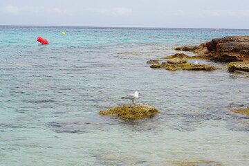 seagull, bird, playa comte, ibiza, balearic islands, spain, spring, april 2025, sea, Mediterranean,...