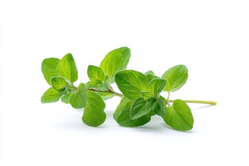 Fresh oregano sprig on white background. Vibrant green leaves.