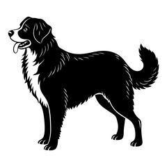 black labrador retriever dog