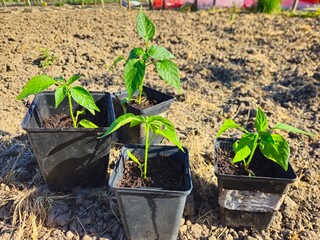 Transplant seedlings of sweet pepper in open ground. A close-up of pepper seedlings in a plastic box from products on a bed among pepper plants.
