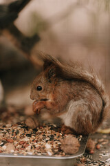 close up squirrel eating nut