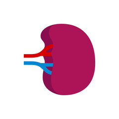Illustration of a kidney with red and blue vessels extending from it on a white background plain design