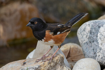 Towhee on rocks