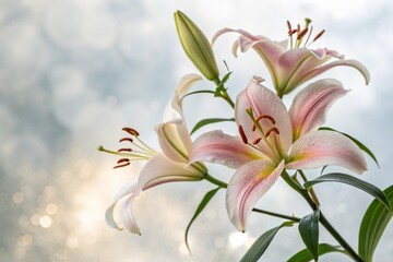 Obraz premium bouquet of lilies