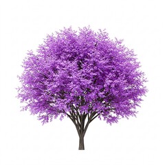 Obraz premium Purple blossoming tree isolated on a white background.
