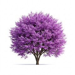 Obraz premium Purple blossoming tree isolated on a white background.