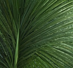 A close-up revealing the rich, emerald green of a single palm leaf; fine details visible ,  photography,  tropical