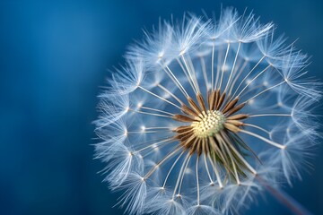 Naklejka premium Dandelion Seed Head: A close-up view showcases a delicate dandelion seed head, its intricate structure and ethereal seeds poised for dispersal. The image captures the beauty of nature's design.