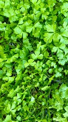 seedlings of aromatic green herbs in spring