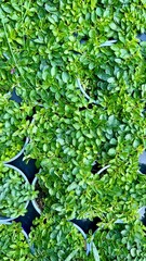 seedlings of aromatic green herbs in spring