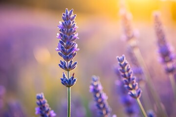 Fototapeta premium Lavender Fields: A close-up shot captures the serene beauty of lavender, with vibrant purple blossoms against a soft, blurred background, evoking a sense of calm and natural beauty.