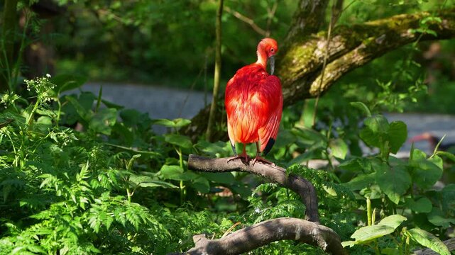 Scarlet ibis, Eudocimus ruber, bird of the Threskiornithidae family, admired by the reddish coloration of feathers, a consequence of crustaceans-based food