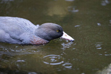 A native New Zealand Whio Blue duck 