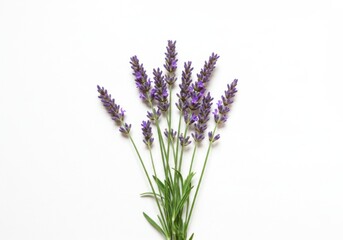 Naklejka premium Lavender floral blossom arrangement