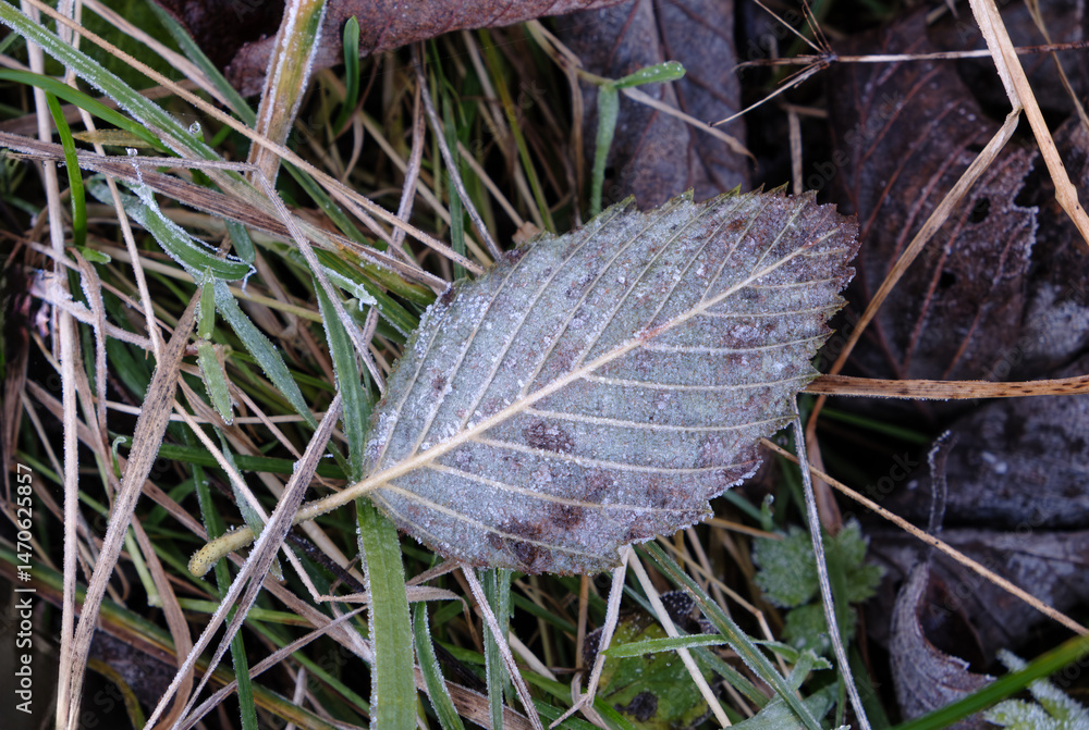 Aufkleber A leaf is covered in frost and is sitting on top of some dried grass image has a cold and desolate feeling to it, as if the leaf is struggling to survive in harsh winter conditions