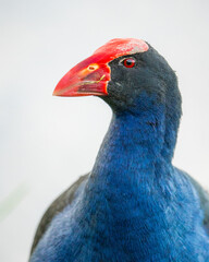 Close up of a Pukeko bird also known as a Swamp Hen