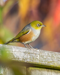 A waxeye also known as a silvereye bird on a garden fence