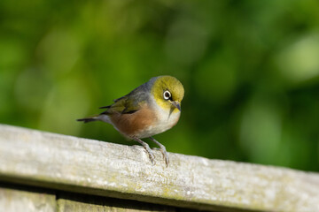 A waxeye also known as a silvereye bird on a garden fence