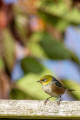 A waxeye also known as a silvereye bird on a branch in Autumn with space for text