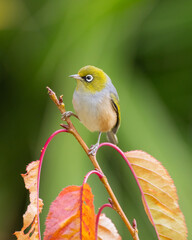 A waxeye also known as a silvereye bird on a branch in Autumn 