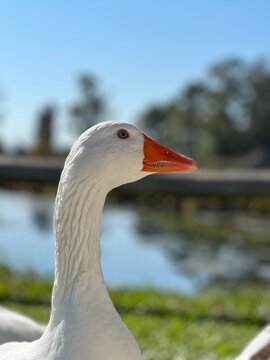 geese in the field, hermoso pato blanco Uruguayo en entorno natural, con laguna natural hogar  relajante con ganzos, patos y cisnes blancos, vacaciones y relax en una c&aacute;lida ma&ntilde;ana de oto&ntilde;o 