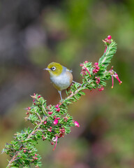 A waxeye also known as a silvereye bird on a branch with pink flowers