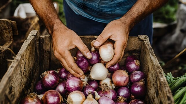 Hands sorting freshly harvested onions and garlic for a sustainable meal