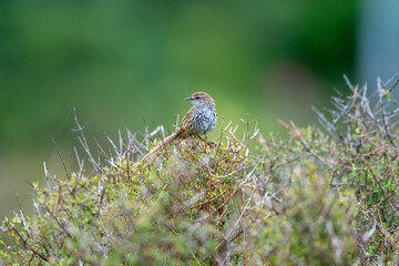 New Zealand Fernbird also known as Matata with a long tail on a wetland branch