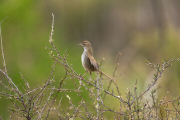 New Zealand Fernbird also known as Matata with a long tail on a wetland branch