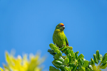 Yellow Crowned Kakariki also known as a Parakeet Parrot in New Zealand on a branch on a blue sky summers day
