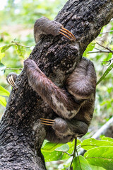 Brown-throated sloth, Bradypus variegatus at the sloth path on the Jari Canal at Alter do Chao, Santarem, Para, Brazil © rudiernst