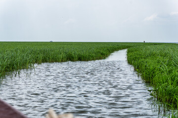 Boot trip on the Jari Canal at Alter do Chao, Santarem District, Para State, Brazil. Natural...