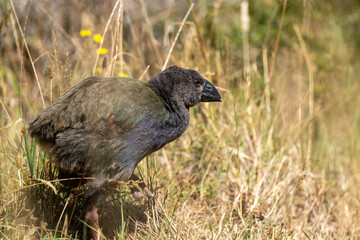 A Takahe chick - A rare New Zealand flightless bird