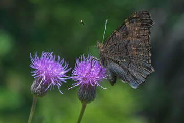 A peacock butterfly sitting in the grass in the meadow.