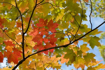 autumn maple leaves