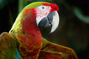 Macaw parrot close-up