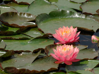 A tranquil nature scene showcases blooming pink water lilies on a still body of water The image,...