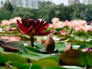 A close-up image of a pink water lily on a pond, with spread petals revealing the stamen and pistil...