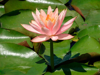 A close-up image of a single, floating pink water lily with large green leaves and sun reflecting...