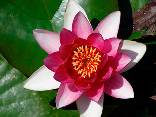 Close-up image of a floating lotus, showing symmetrical petals and stamens in various shades of...