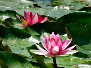 Image features three lotus flowers at different stages of bloom, surrounded by green lily pads in a...